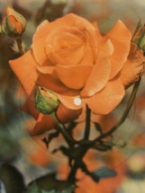 Száz Szál Piros Rózsa - ML. 70-153/663 - Colorvox